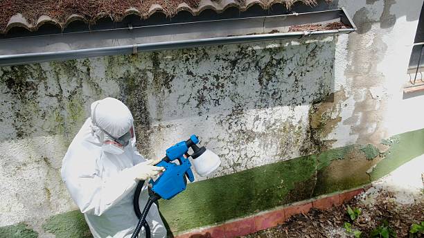 Top rated local Attic Mold Remediation specialists in Ruskin, FL